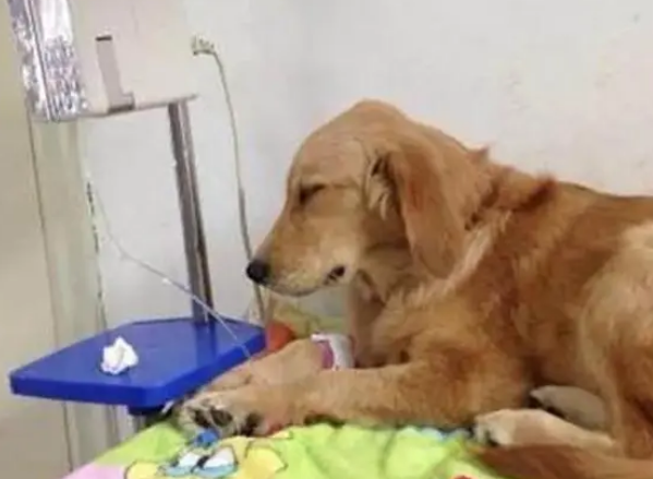 金毛犬误吞水果刀，幸亏被铲屎官及时发现，要不然狗命就丢了？