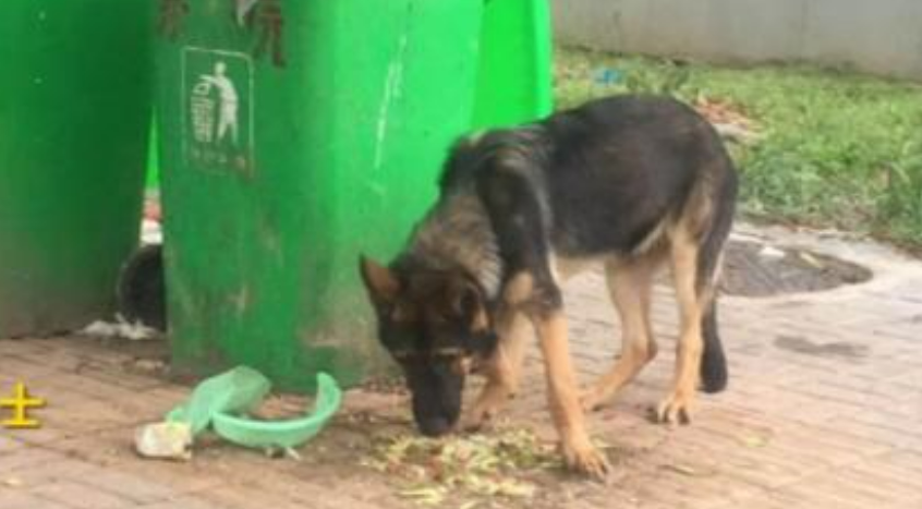 警犬放风时翻垃圾被带走救助，救助夫妻涉“盗窃”被取保候审