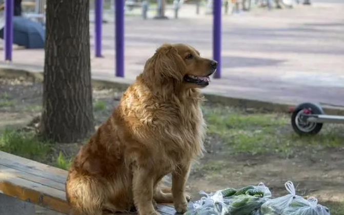 寻宠行业调查：低门槛高要求，找猫找狗近10年，结果发现还是人最难找