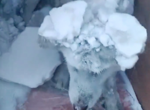 下雪天忘记让狗进屋了，出门看发现它全身都被雪覆盖，好笑又心疼