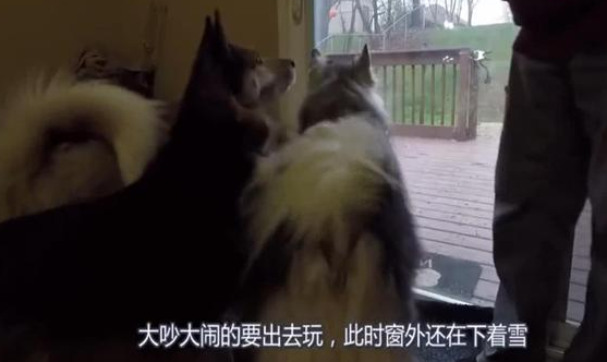 哈士奇被关门外以为被抛弃，开始犯二，真是傻狗！