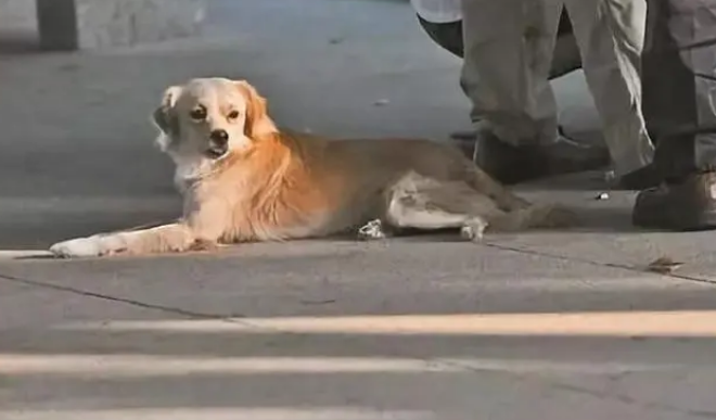 撞死宠物犬不要慌!北京一宠物狗遛狗未牵绳，狗主人被判定全责 