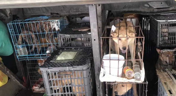 请善待毛孩子，我为金毛Siri发声