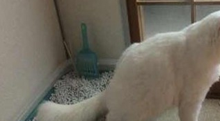 猫咪拉完屎之后！网友看完表示：是我家猫咪没错了