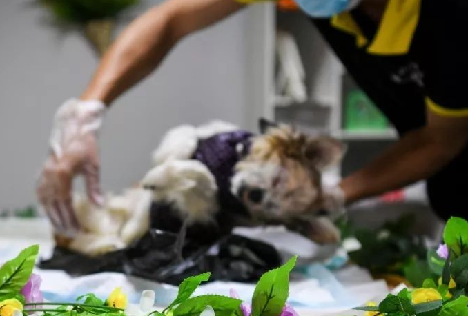 宠物主人为爱买单，新兴行业“宠物殡葬”悄然兴起