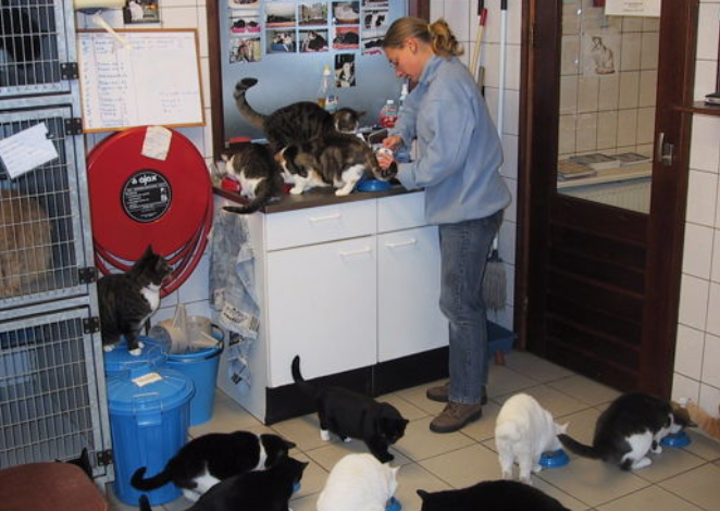 猫主子们的游轮：阿姆斯特丹运河上的猫咪收容所