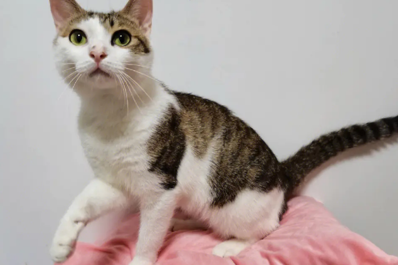 小伙路上偶遇花猫，身材壮硕让人窒息，网友：这是吃了增肌粉？