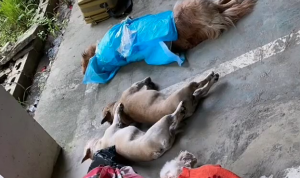 贵州一小区8条狗遛弯后中毒身亡，多位狗主人情绪崩溃哭到失声！