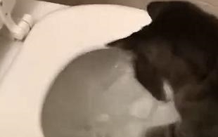 网友家的猫咪超级喜欢玩水，后来居然连马桶都不放过……