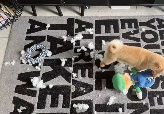 都说柴犬比较乖我才养它，现在只想问狗肉怎么做好吃 