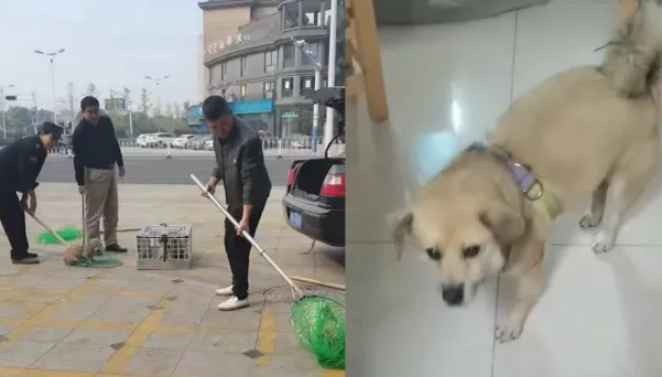 捕狗队合法吗,捕狗队抓的狗去哪了,捕狗队是干什么的