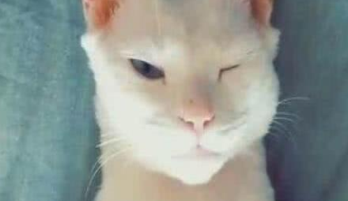 猫咪长了一身腱子肉！原来偷吃主人的增肌粉已经半年，还有胸肌