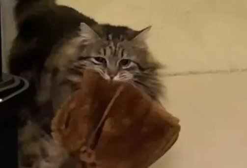 虎斑猫有了新家后，每天做出这样的举动来给妈妈报恩！