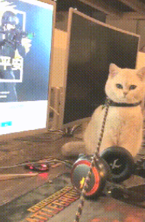 和家人说要去遛猫，主人却转身进了网吧，猫咪一脸委屈：我抑郁了