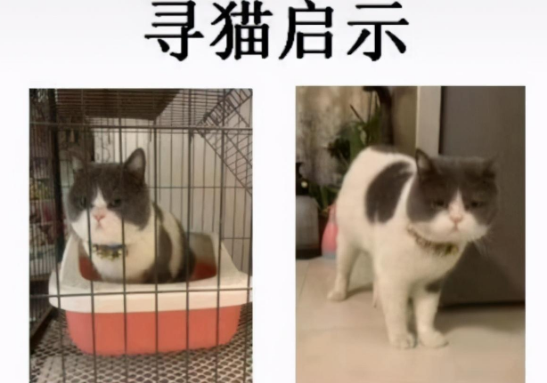 你不要我，我去找你，猫咪3个月跨越10公里，只为找到前主人