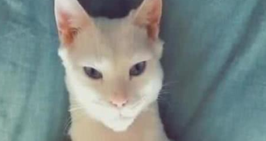 猫咪长了一身腱子肉！原来偷吃主人的增肌粉已经半年，还有胸肌