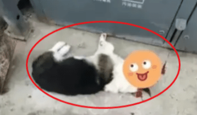 贵阳打狗事件后续，五位爱狗人士被传唤，摊上大事了，道歉都没用