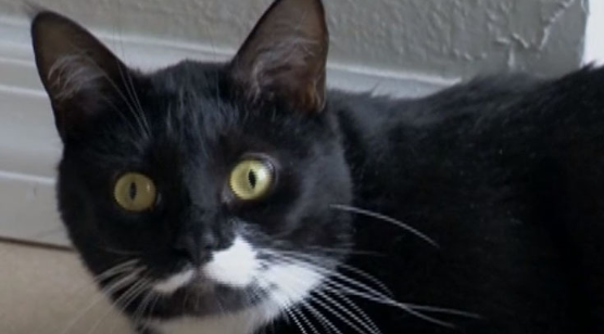 猫咪也会救人，猫救了一对夫妇，让他们免受一氧化碳中毒