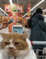 主人带猫咪逛超市，每个人都要过来摸，猫：又被摸，要秃头了！