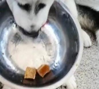 二哈难抵美食诱惑，为了能够快速吃进肚子，智商让人大跌眼镜 