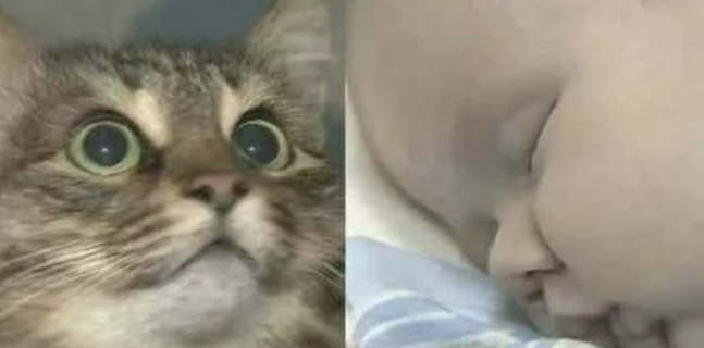 零下十几度的寒冬，流浪猫用自己的身躯救活弃婴