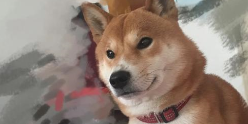 捣乱：人家九寨沟金秋飘雪，你个柴犬跟什么风，非弄个漫天狗毛