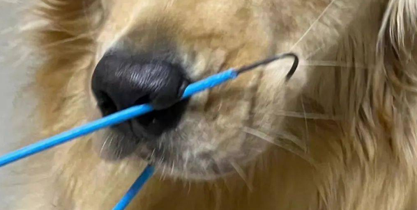 衣架“穿过”狗狗鼻子，差点把主人吓疯，走近后一看...逆子！