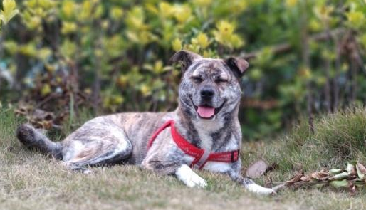 农村最爱养的五种田园犬，四眼铁包金很少见，第三种有钱都没法买