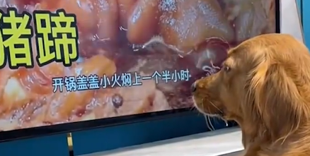聪明！河南一金毛盯着电视中的猪蹄流口水，转身手搭在宠物猪身上
