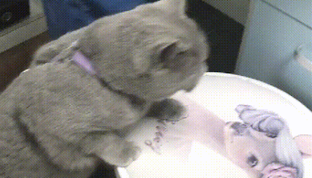 猫咪太胖跳不上凳子，主人看了都着急，猫：终于上来了
