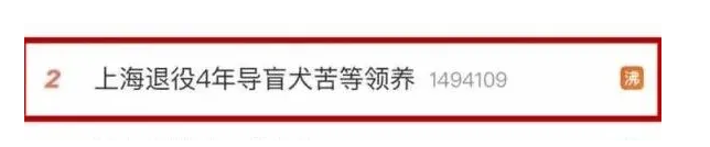 上海退役4年导盲犬苦等领养，全国200余只导盲犬何以为家？