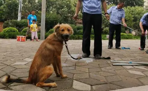 安徽宠物犬遭捕狗队残忍处置，处置人员被行拘