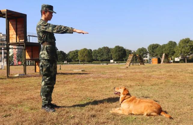 战力爆表的警犬是这样炼成的！