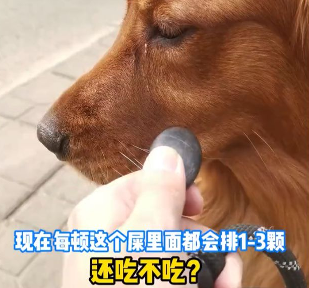 20多颗！成都一狗狗吐绿色胆汁，检查发现石头，竟因一个不良习惯
