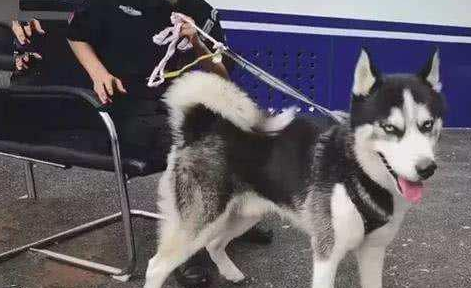 二哈走丢被人送到警察局，大热天却被绑在室外，警察说出无奈真相