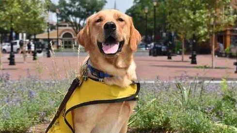 上海退役4年导盲犬苦等领养，全国200余只导盲犬何以为家？