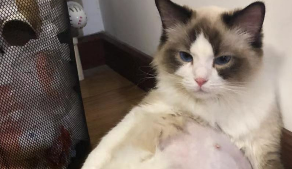 家里的猫咪怀孕后经常呕吐，去医院检查后，医生却说和怀孕无关