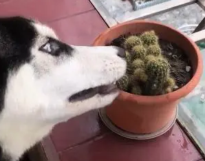 主人不给吃肉，哈士奇犯二吃这个，网友：一看就是纯种的