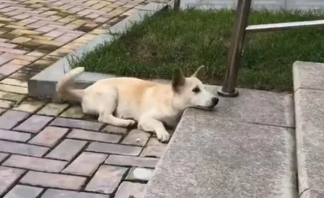 宠物犬被丢弃后，它自己能明白吗？会不会跟其它流浪狗诉苦