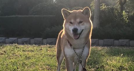 捣乱：人家九寨沟金秋飘雪，你个柴犬跟什么风，非弄个漫天狗毛