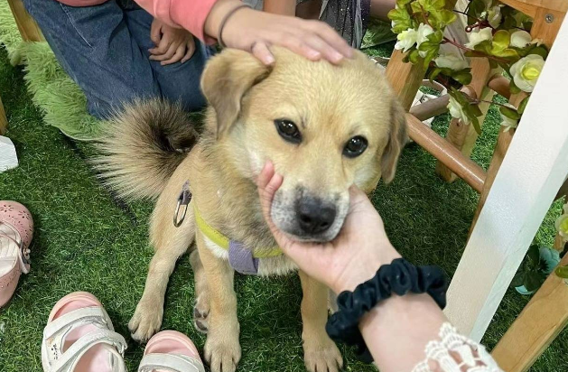 宠物狗遭上门抓走宰杀，犬主：它曾陪我毕业恋爱结婚生子 