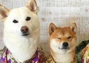 两夫妻养了三只颜色不同的柴犬，其中赤柴最爱争宠，表情也最丰富