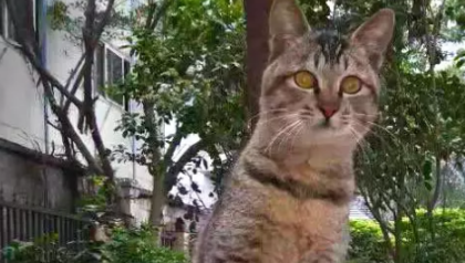 狸花猫被熊孩子伤了后肢，被铲屎官收养后，终于露出幸福的笑容