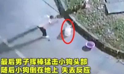 残忍！宠物狗被主人活活打死！气愤：见人就咬，连我都不放过