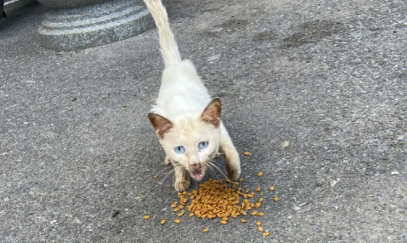 网友花去几千元喂养流浪猫，却遭到了这样的下场…