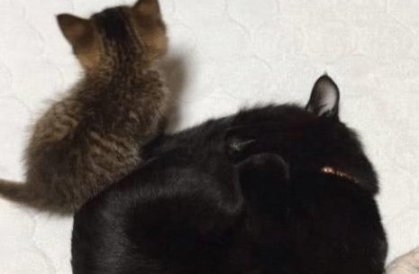 捡回一只流浪虎斑猫，黑猫对它宠爱有加