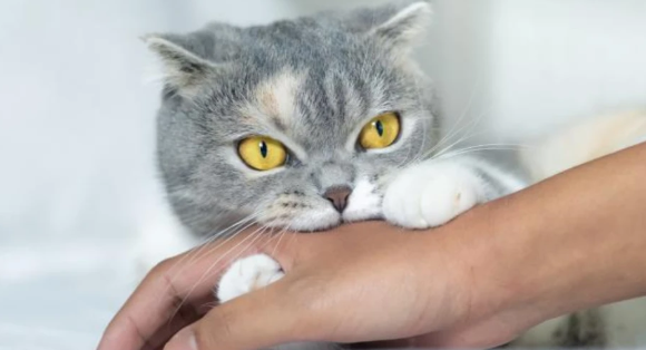 猫急了也咬人！昔日宠物咬伤男子小指