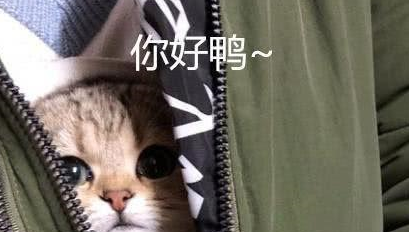 女子胸前有个猫咪图案，走近一看被萌化：原来是真猫啊
