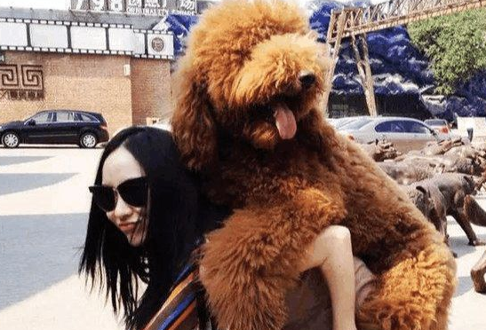 自从养了巨贵后，小公主活成了女汉子……