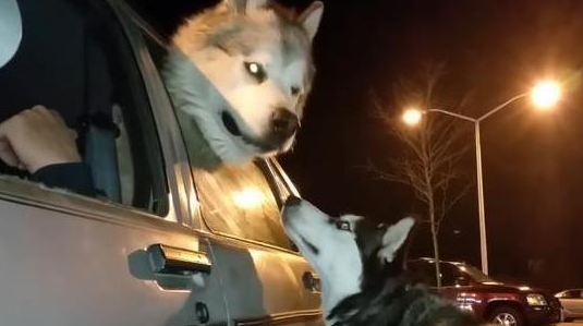 养过哈士奇的网友或许了解，二哈是一种很怕孤独的犬种